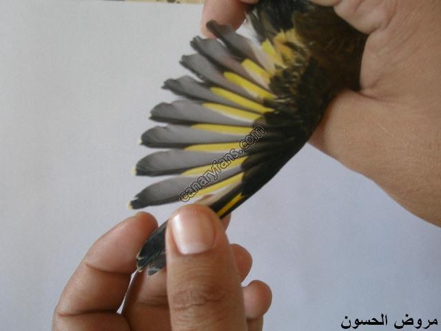 صورة