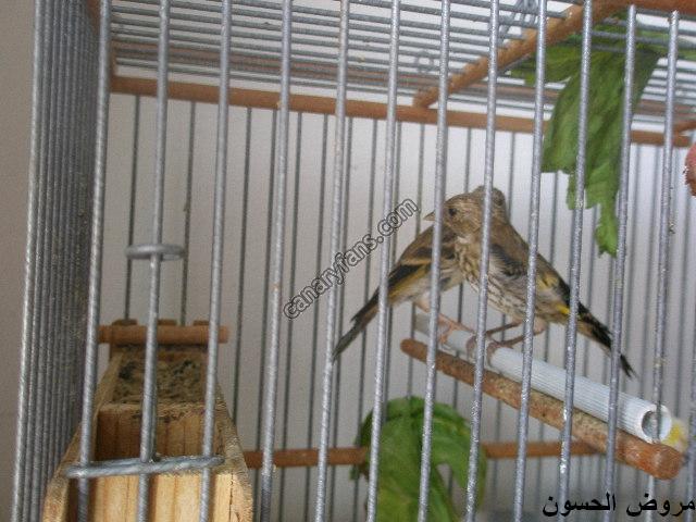 صورة