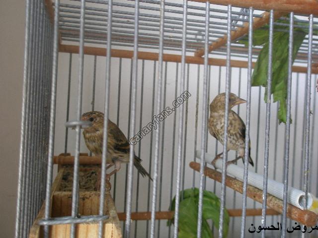 صورة