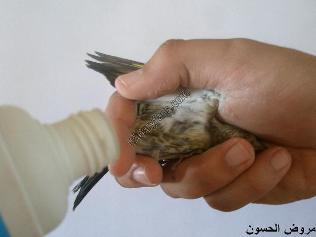 صورة