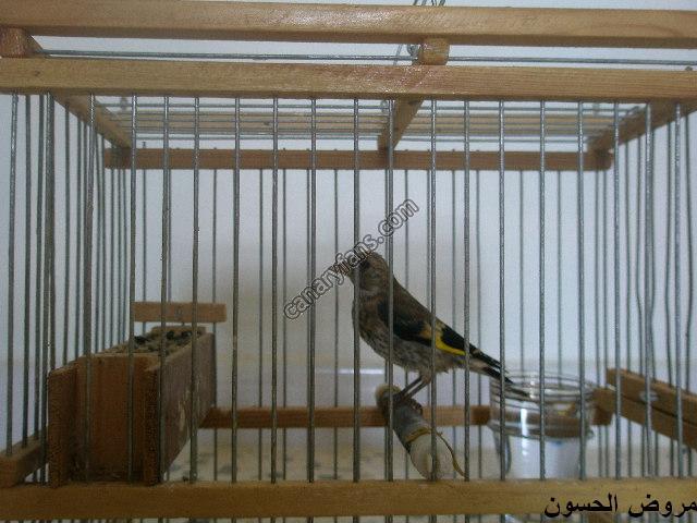 صورة