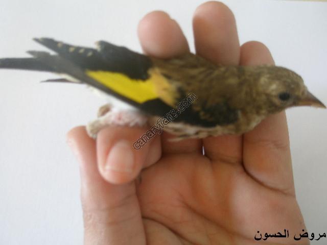 صورة
