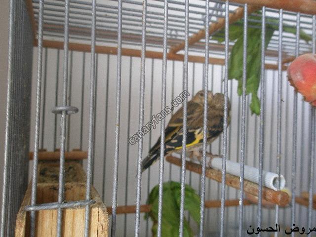صورة