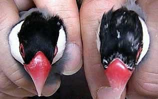 صورة