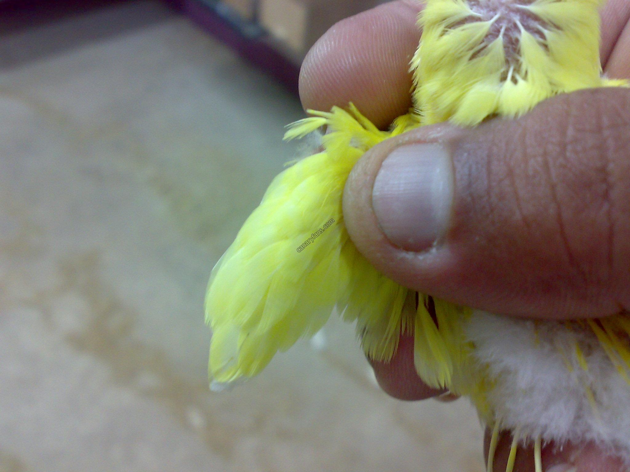 صورة