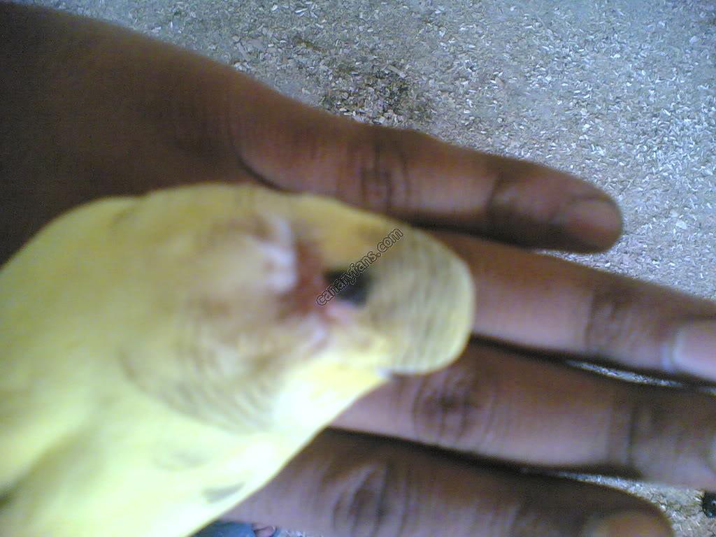 صورة
