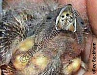 صورة