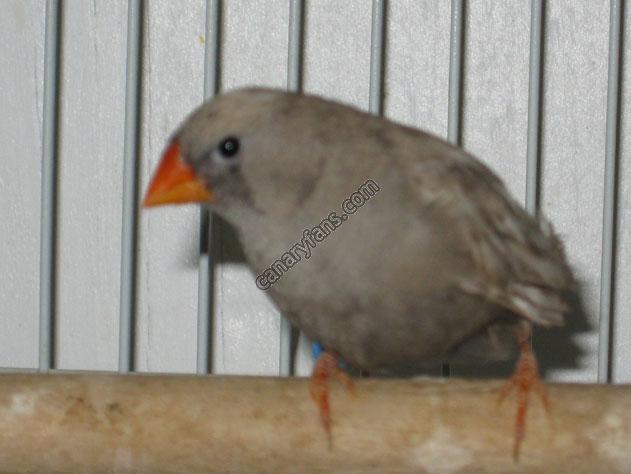 صورة