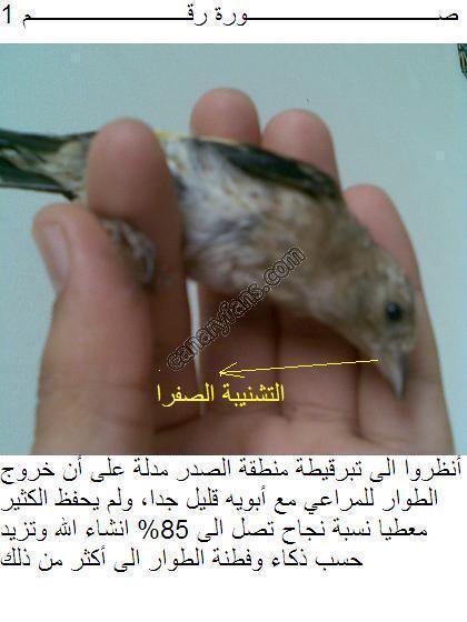 صورة