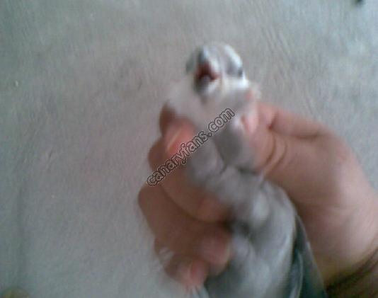 صورة