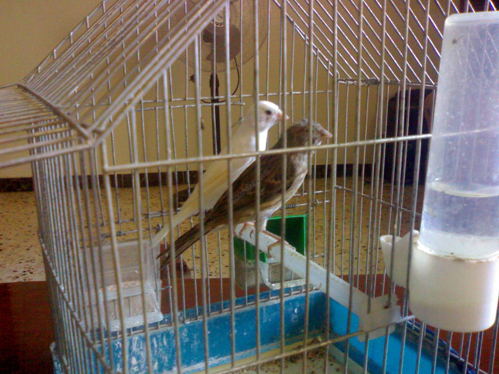 صورة