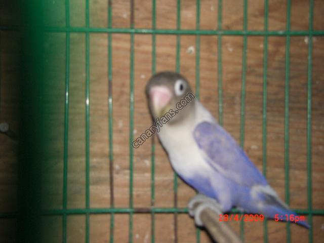 صورة