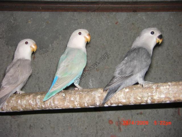 صورة