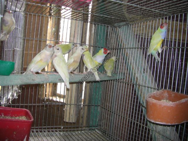 صورة