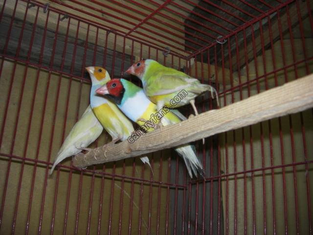 صورة