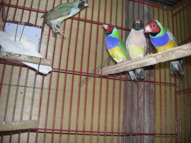 صورة