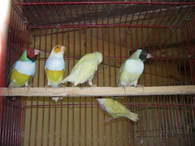 صورة