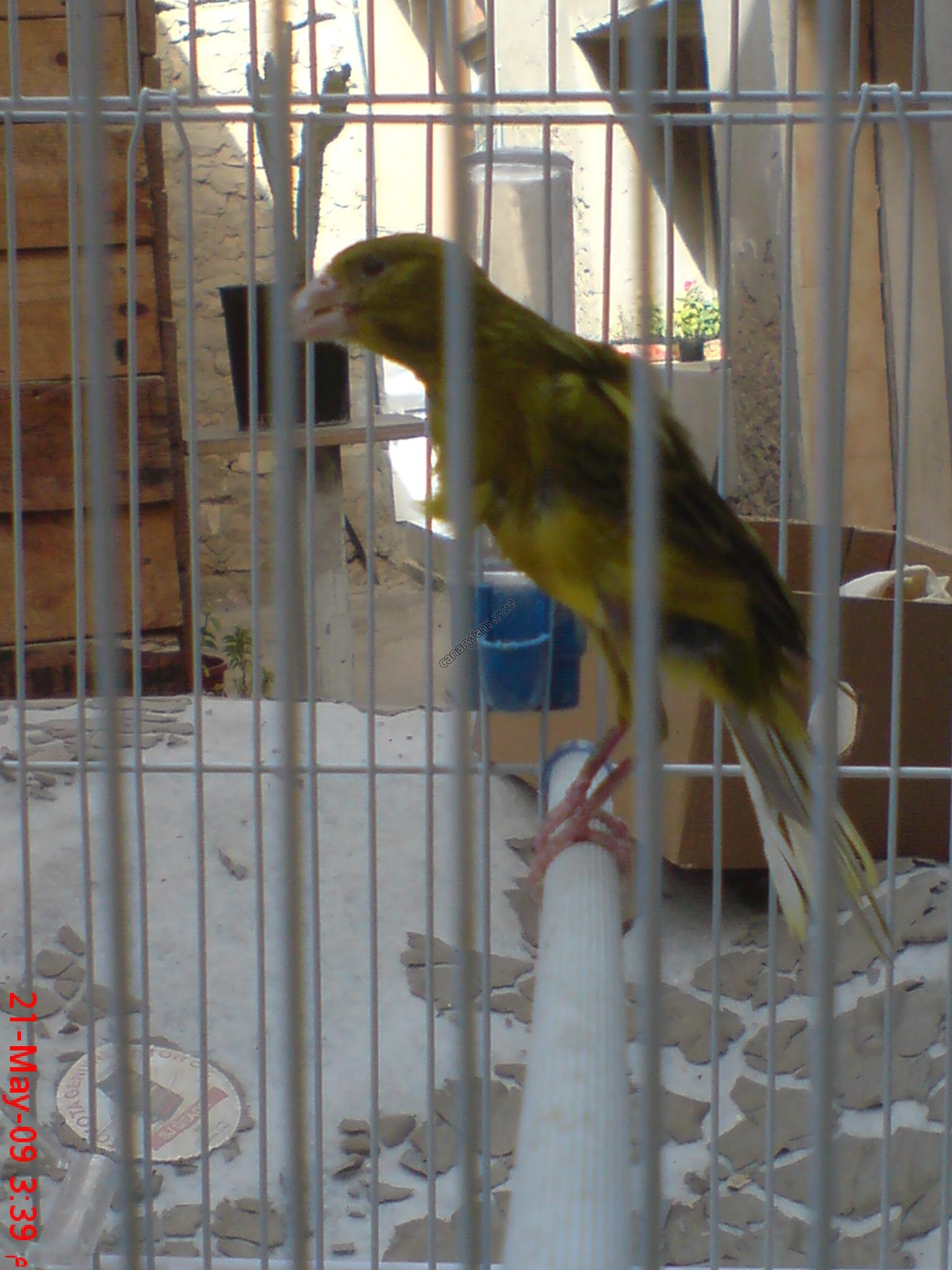 صورة