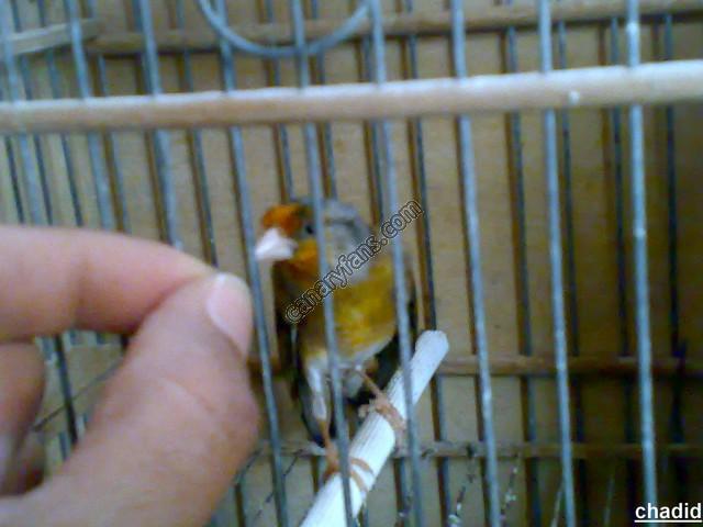 صورة