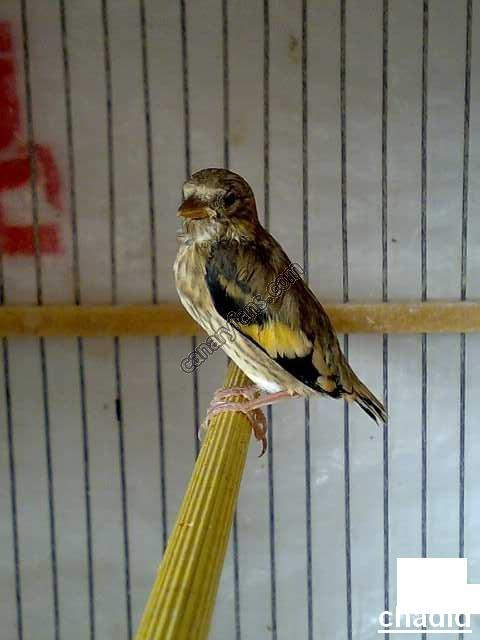 صورة