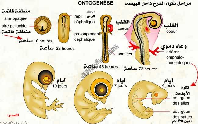 صورة
