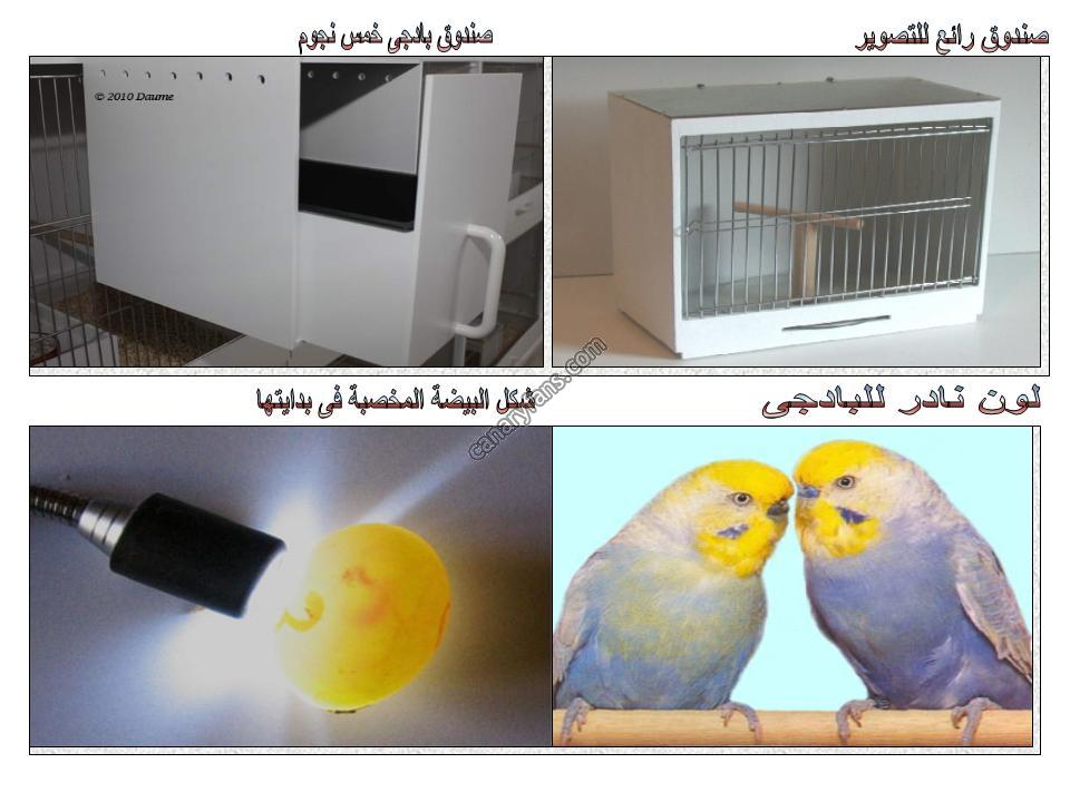 صورة