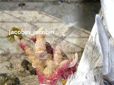 صورة