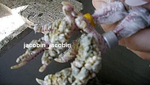صورة