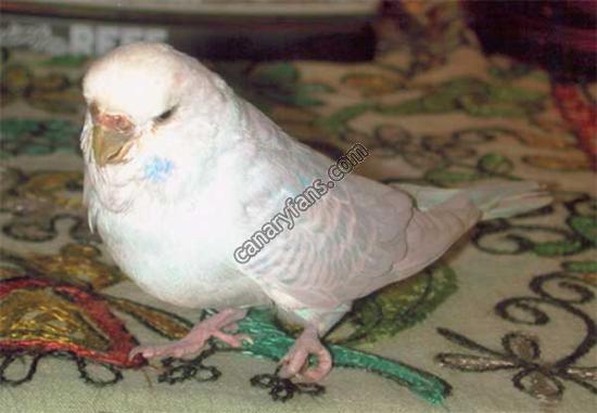 صورة