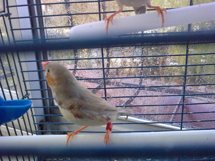 صورة