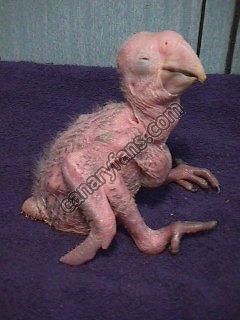 صورة