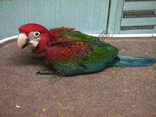 صورة