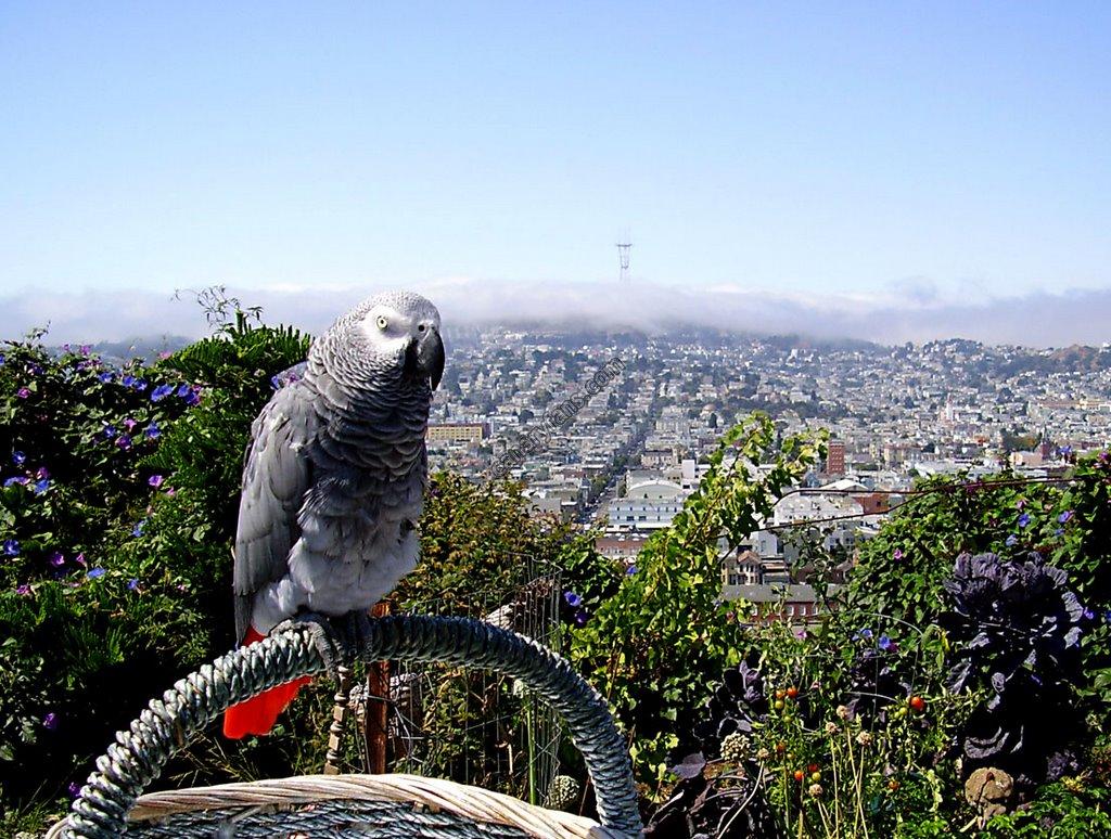 صورة