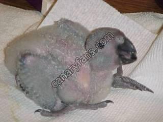 صورة