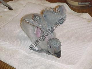 صورة