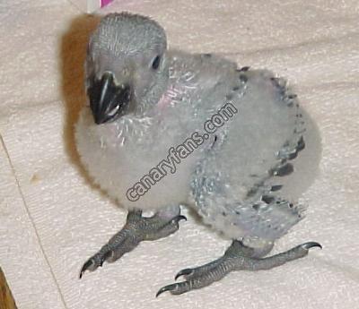 صورة