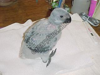صورة