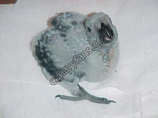 صورة