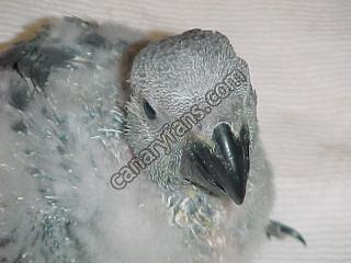 صورة