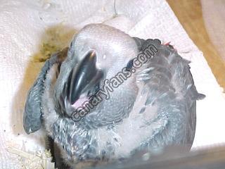 صورة