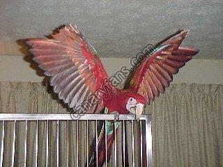 صورة