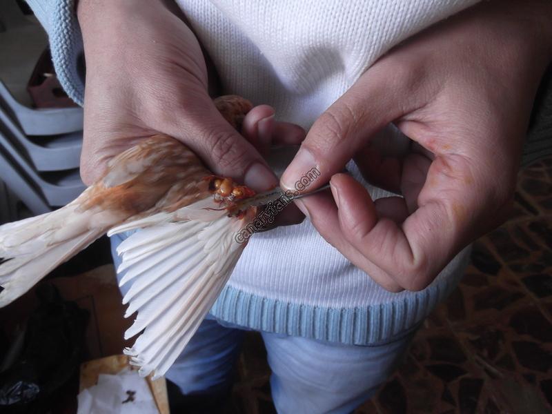 صورة