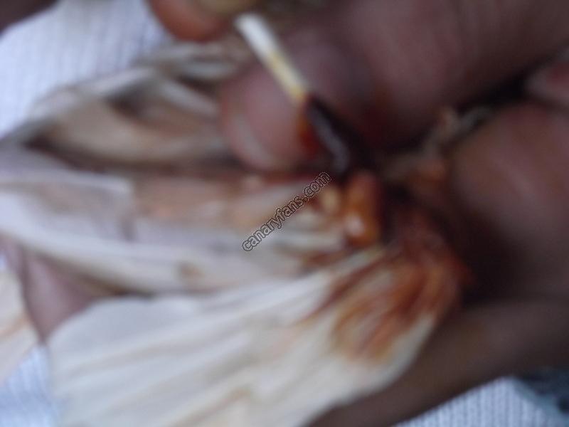 صورة