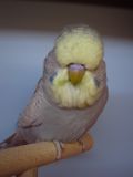 صورة