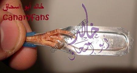 صورة