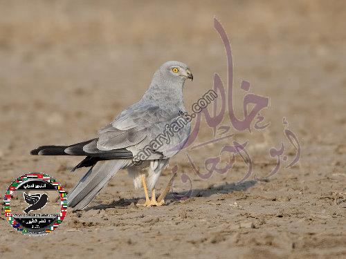 صورة