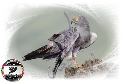 صورة