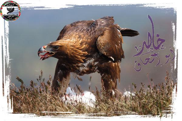 صورة