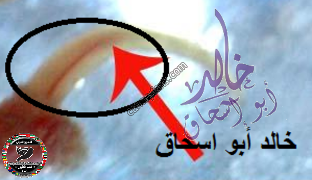 صورة