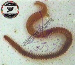 صورة